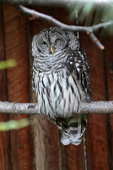 Barred Owl - gestreepte bsuil